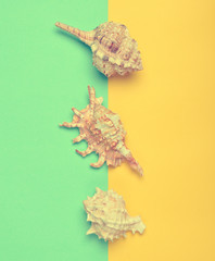 Variations of shells on a blue pastel yellow background. Top view. Summer Beach Concept.