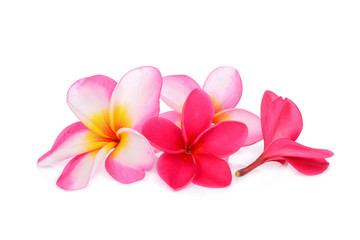 red and pink frangipani flower isolated white background
