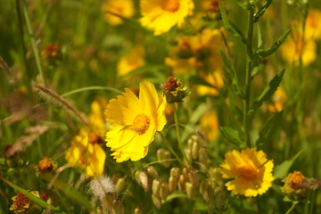 自然の中の黄色