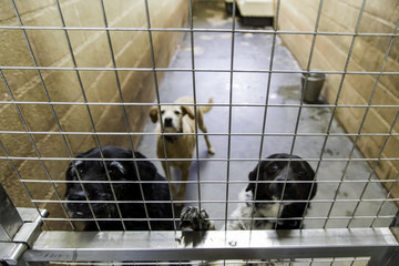 Kennel for abandoned dogs