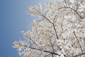 cherry blossom with sky background