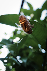 cicada shell on the tree