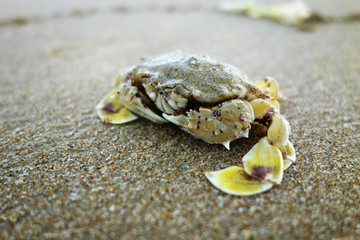 Crab on the beach