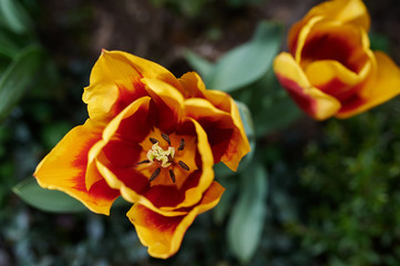 red and yellow tulips