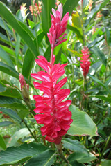 blooming orchid. Orchid flower in garden.