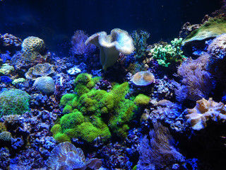 Naklejka na ściany i meble Under the corals