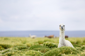 A single llama in Bolivia - Powered by Adobe