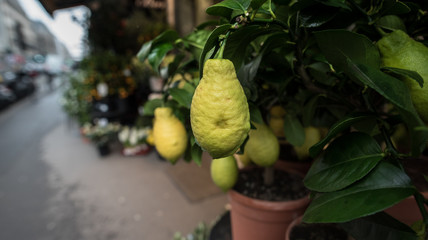 Lemon Tree