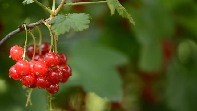 Red currant
