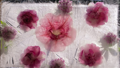 Background of  petunia  and balsam flower frozen in ice