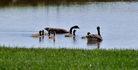 Some ducks on a pond