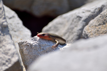 Sally the salamander