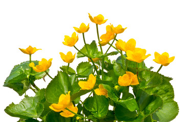 Bouquet of marsh-marigolds on a white background.
