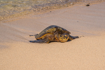 Turtle in the sand