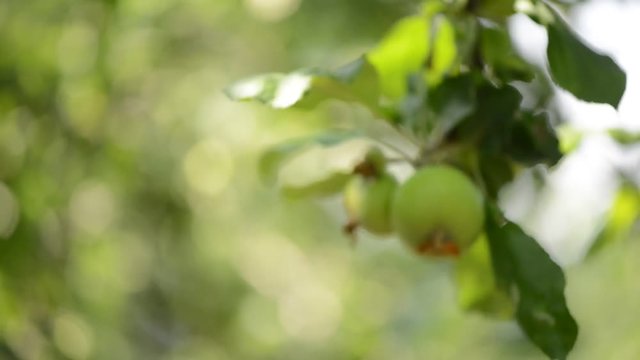 green apple on the tree