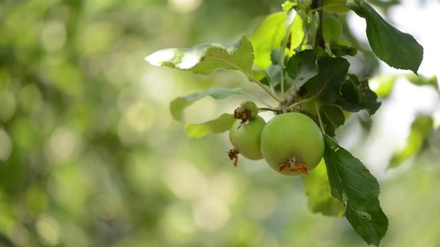 green apple on the tree