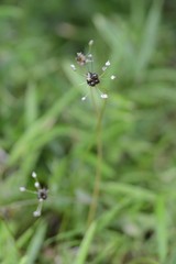 Wild racambole (Allium macrostemon)