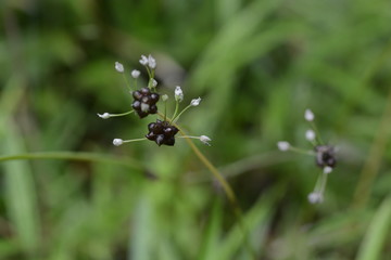 Fototapeta na wymiar Wild racambole (Allium macrostemon)