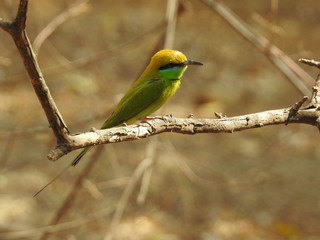 green wings