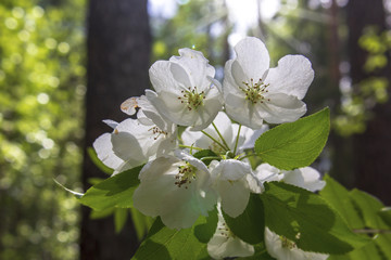 Лесная яблоня
