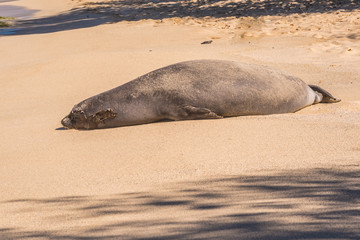 Monk seal sleeping in the sand