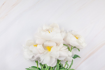 White peony flowers on marble background