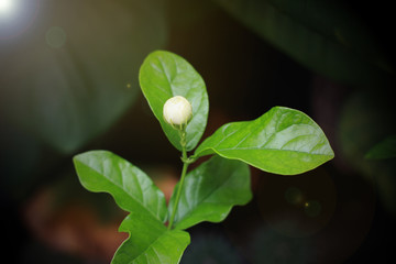 Jasmine bud white flower on nature with beautiful sunlight, Mother's Day card concept.
