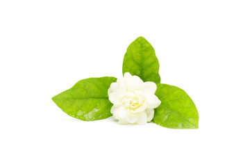 Jasmine with green leaf have water drop on white background and Clipping Path for Mother's Day concept