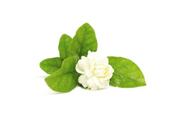 Naklejka premium Jasmine with green leaf have water drop on white background and Clipping Path for Mother's Day concept