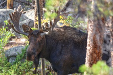 Rocky Mountain Moose 