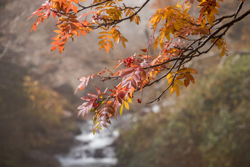 Autumn Color