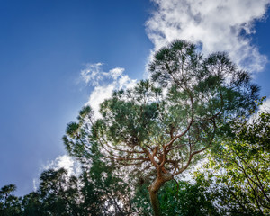 Fresh green trees and blue sky and clouds.
