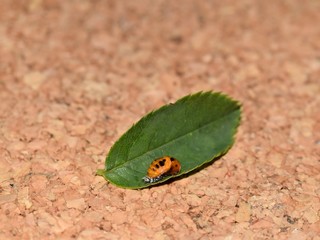 Ladybug pupa - family Coccinellidae 