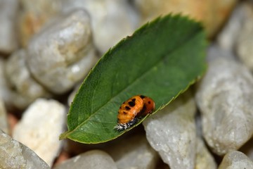 Ladybug pupa - family Coccinellidae 