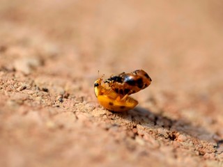 Harmonia axyridis adult just hatched from the pupa