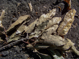 Dead leaves