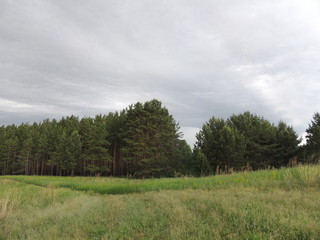 дождевые тучи над лесной поляной