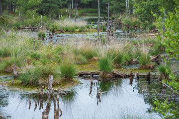 eine Moorlandschaft, das Pietzmoor bei Schneverdingen ( Deutschland )