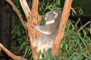 Koala hugs tree