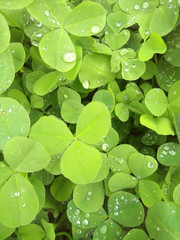 Clover leaves after rain