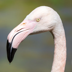 Portrait of a pink flamingo in nature