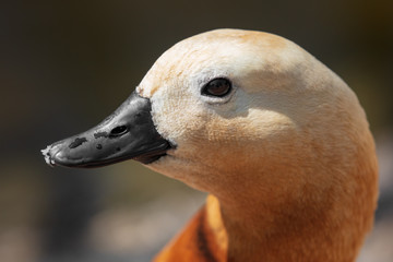 Portrait of a duck in the zoo
