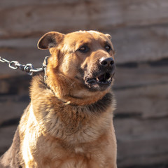 Fototapeta premium Portrait of a dog on a chain