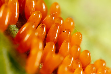 Eggs of the Colorado beetle on the leaves of potatoes