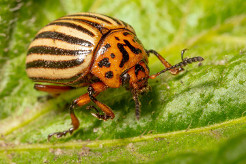 Colorado beetle on the leaves of potatoes