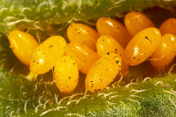 Eggs of the Colorado beetle on the leaves of potatoes