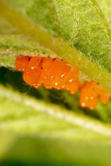 Eggs of the Colorado beetle on the leaves of potatoes