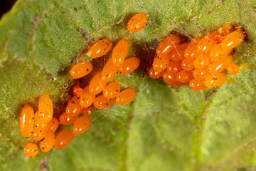 Eggs of the Colorado beetle on the leaves of potatoes