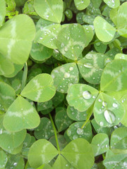 Clover leaves after rain
