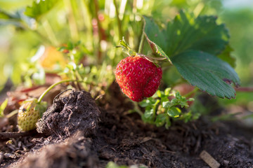 Red ripe strawberry grows in the garden